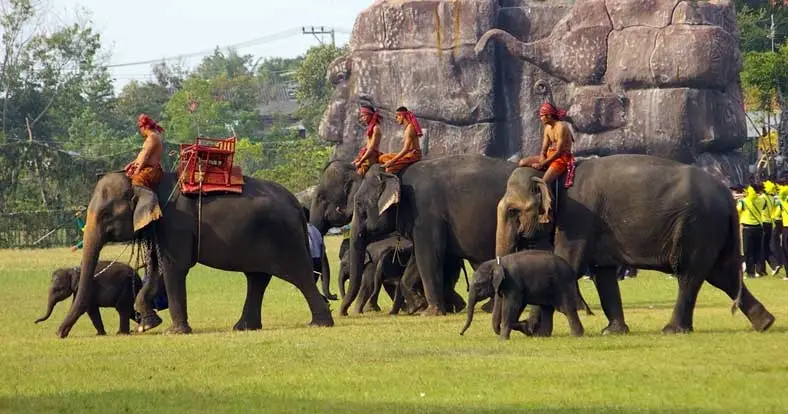 Elephants_Round_Up_0