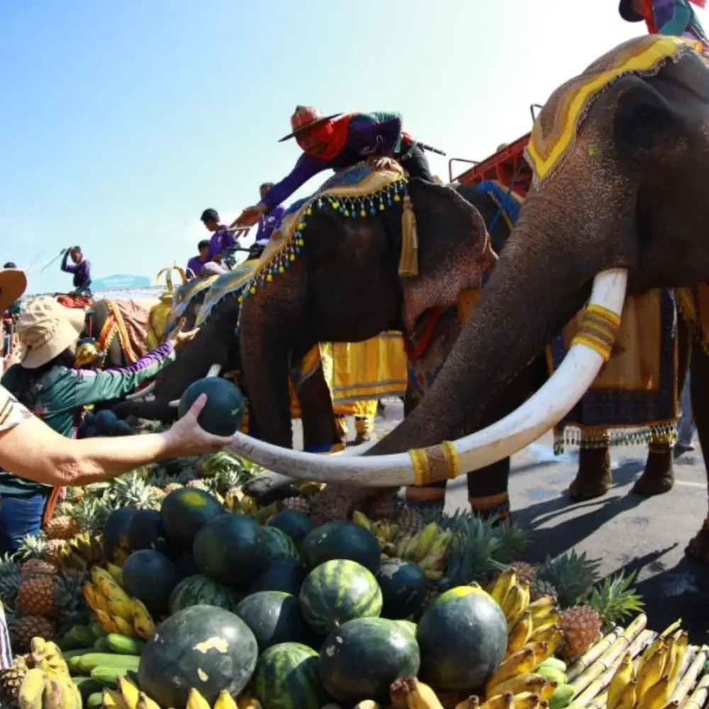 banquet éléphat Surin Festival record thai