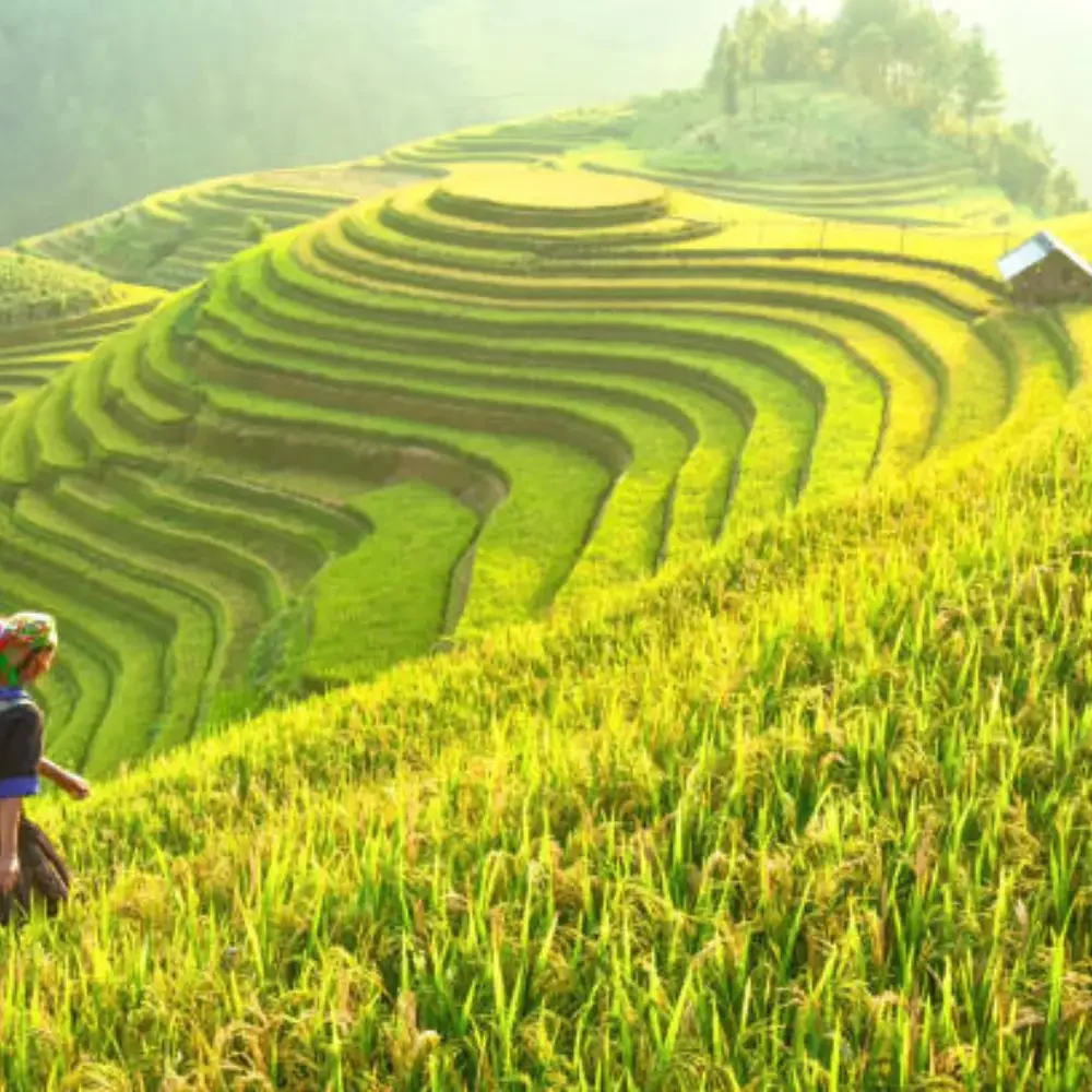 thailandais-champs-de-riz thailandais-champs-de-riz